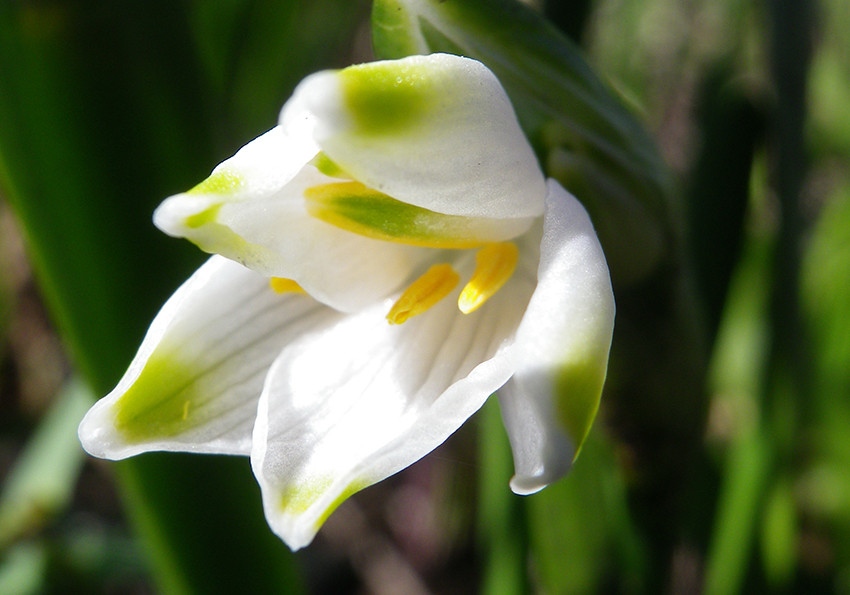  літній (Leucojum aestivum)